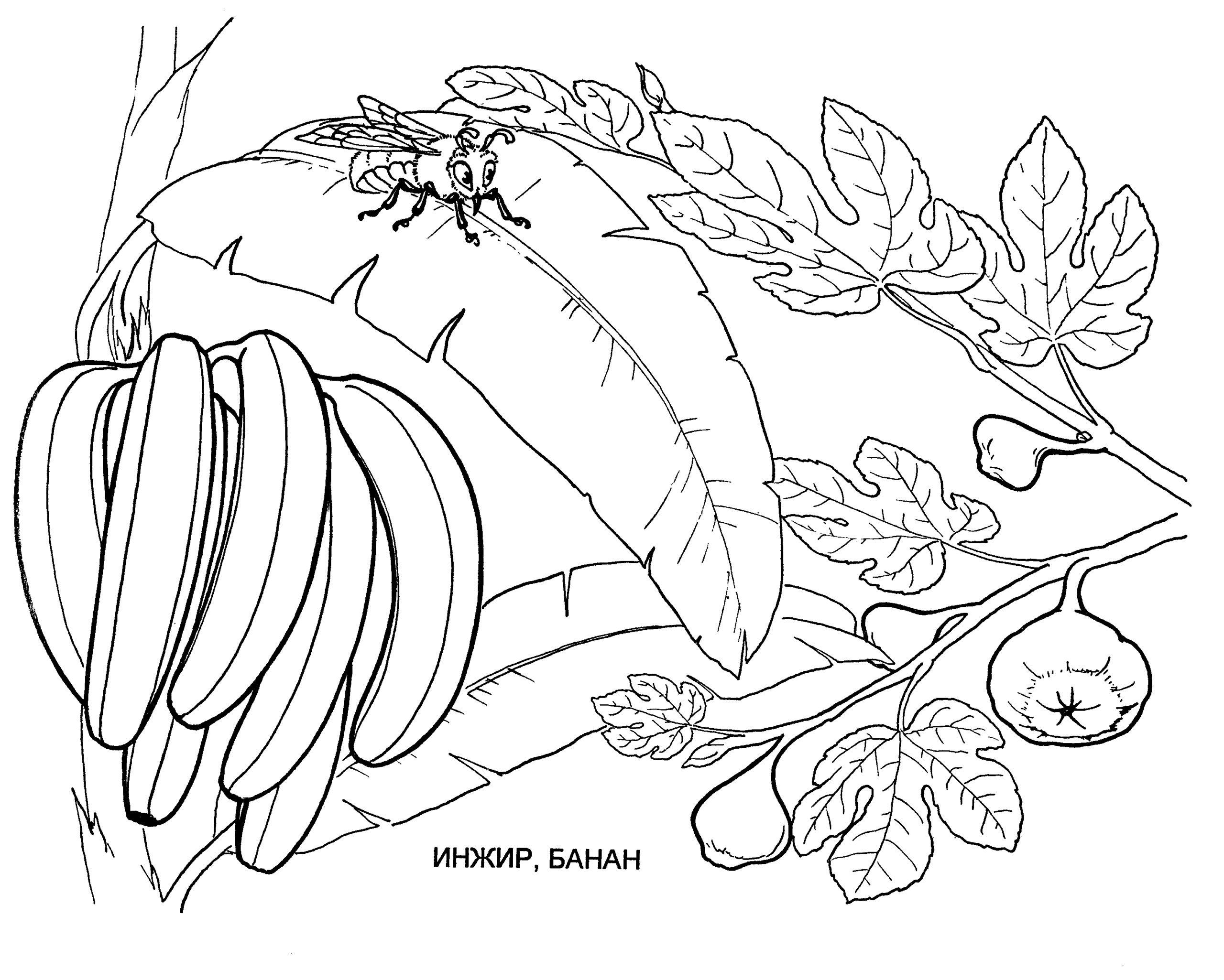 Раскраска Банан. Раскраска 12