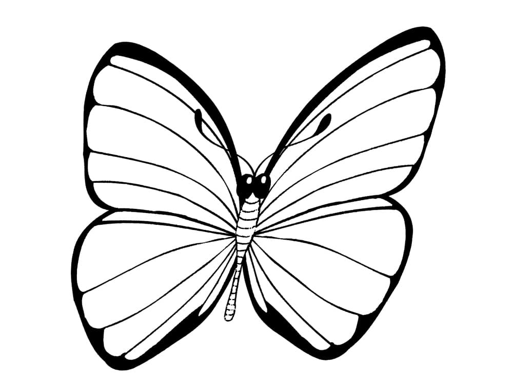 Раскраска Бабочки. Раскраска 17