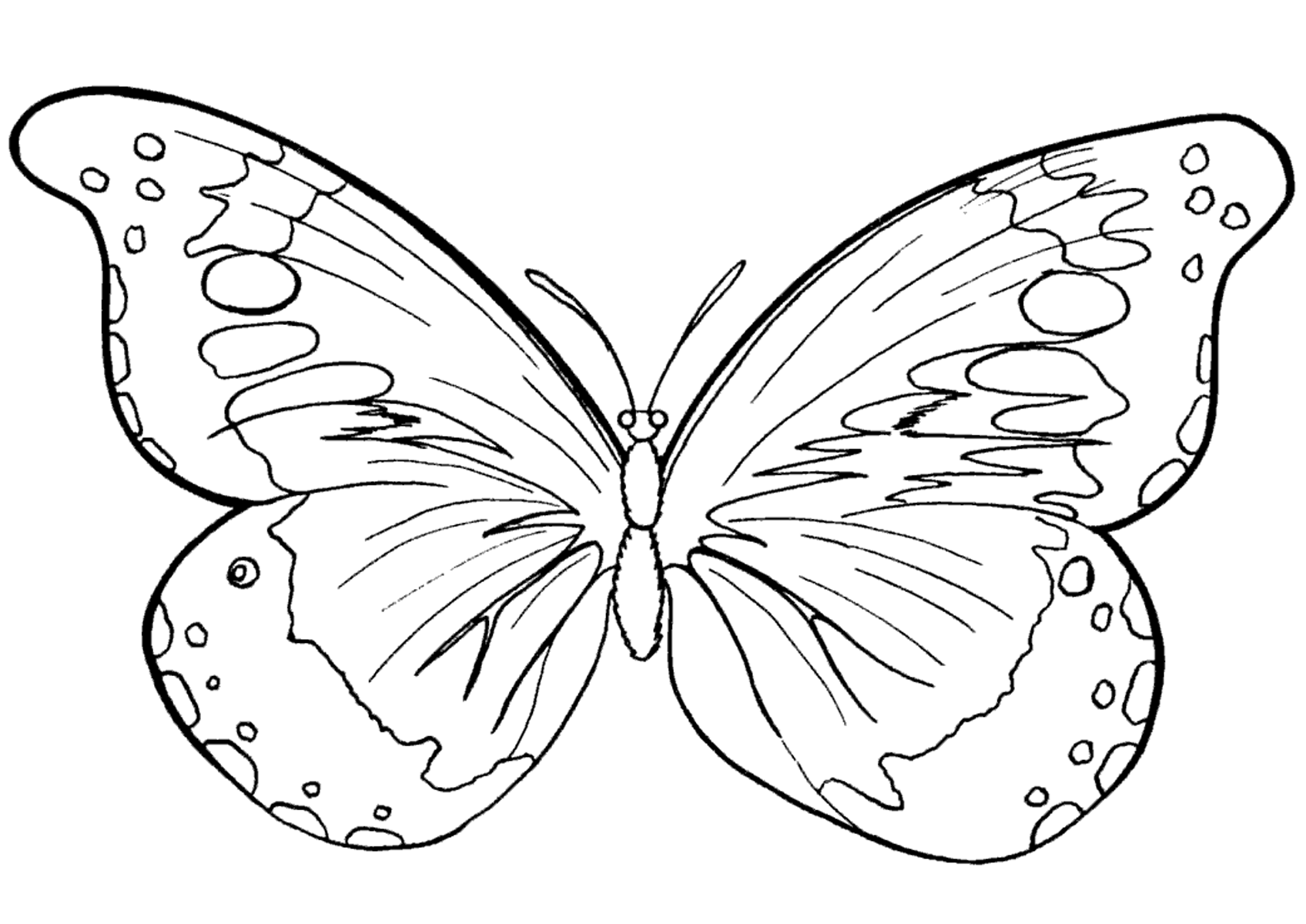 Раскраска Бабочки. Раскраска 3