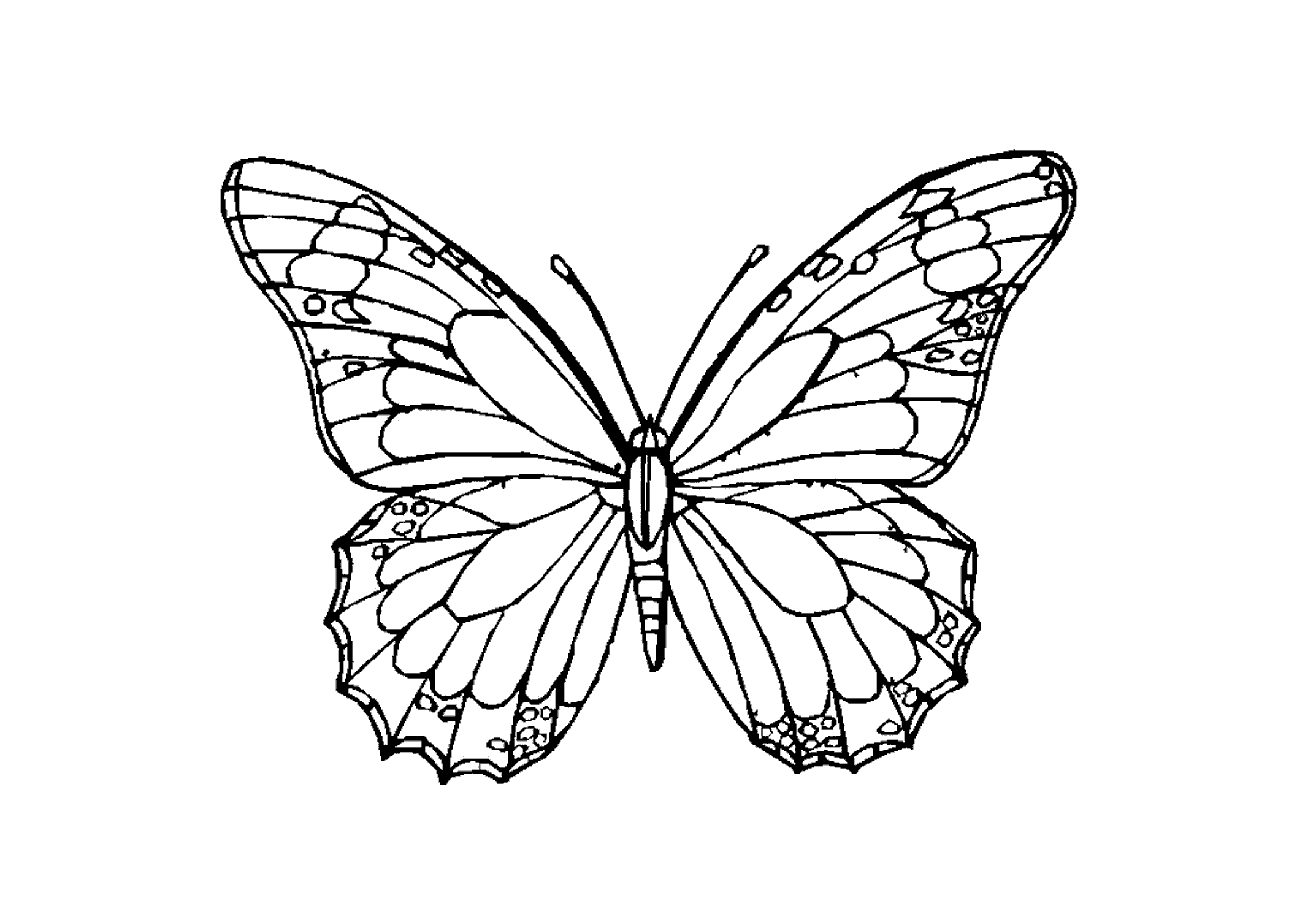 Раскраска Бабочки. Раскраска 30