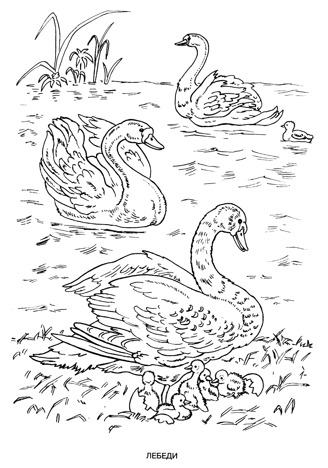 Раскраска Лебедь. Раскраска 18