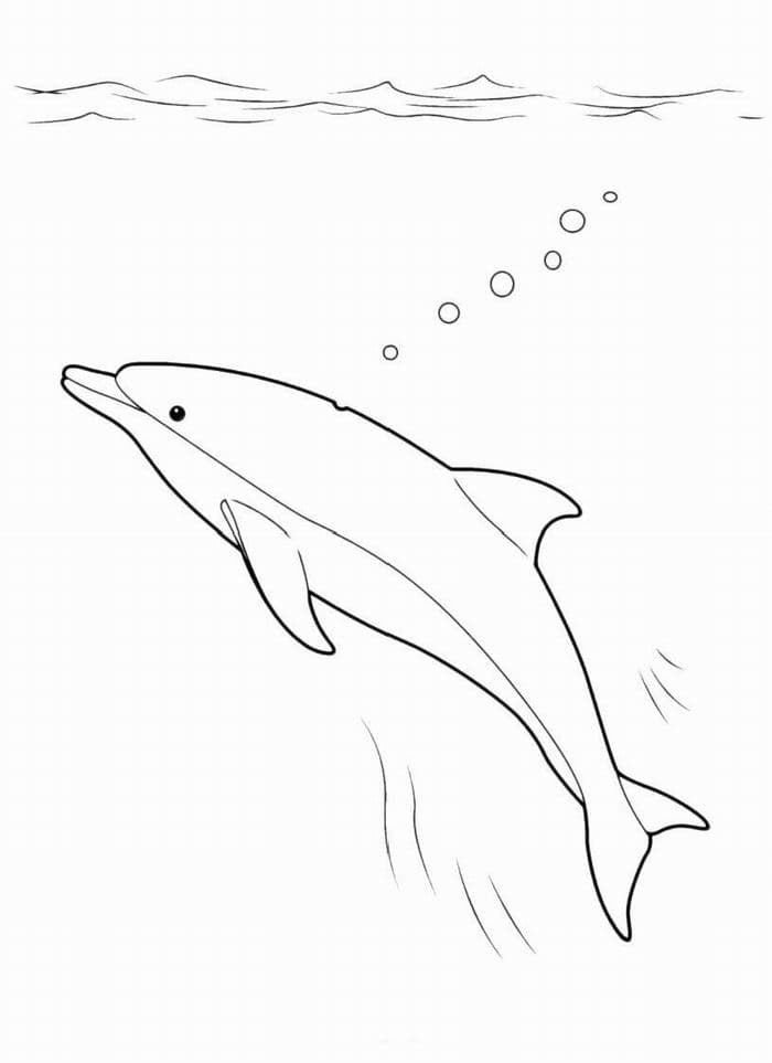 Раскраска Дельфин. Раскраска 14