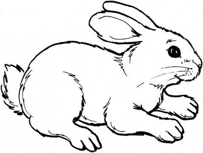 Раскраска Кролик. Раскраска 1