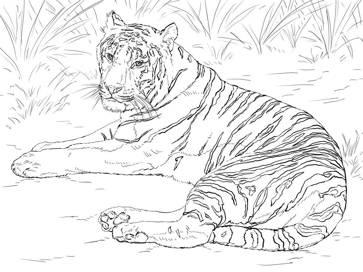 Раскраска Тигр. Раскраска 7