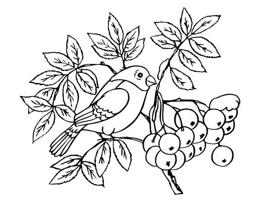 Раскраска Зимующие птицы. Раскраска 19