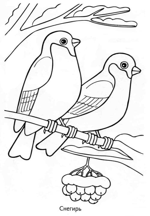 Раскраска Зимующие птицы. Раскраска 12