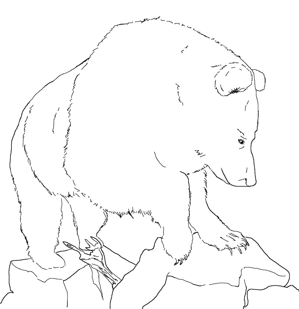 Раскраска Медведь. Раскраска 10