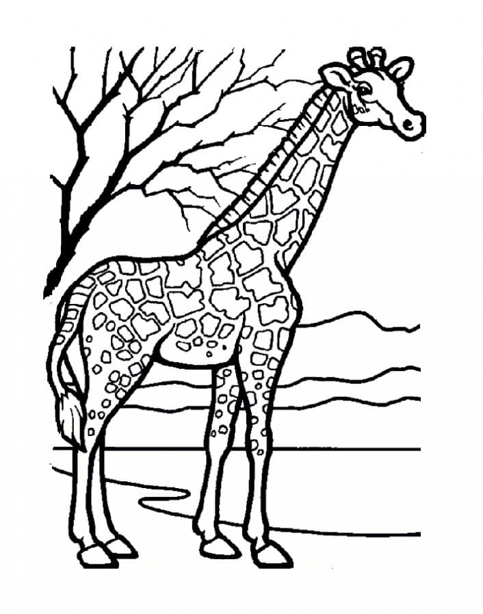 Раскраска Жираф. Раскраска 14