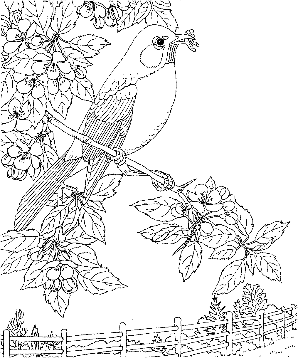 Раскраски Перелетные птицы. Раскраска 1