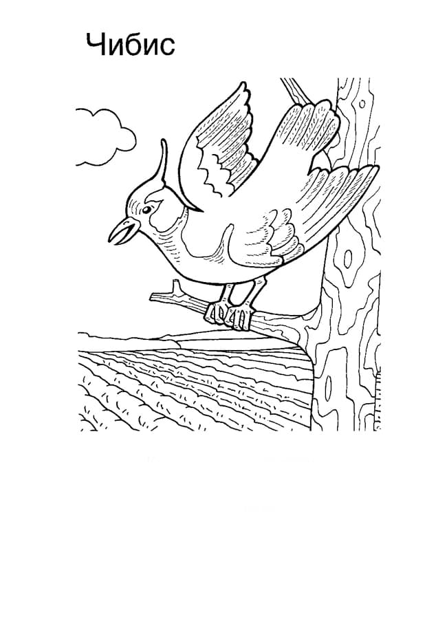 Раскраски Перелетные птицы. Раскраска 26