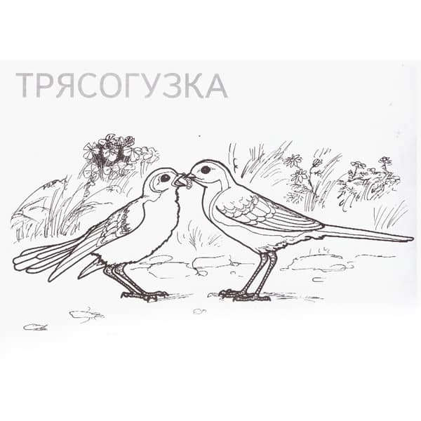Раскраски Перелетные птицы. Раскраска 27