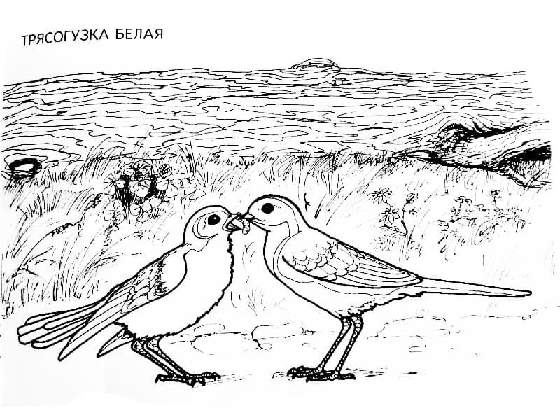 Раскраски Перелетные птицы. Раскраска 12