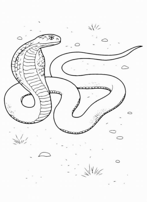 Раскраска Змея. Раскраска 14