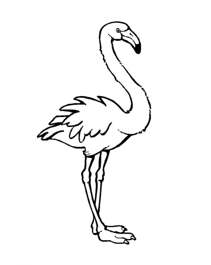 Раскраска Фламинго. Раскраска 4
