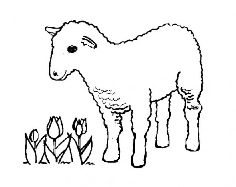 Раскраска Овца. Раскраска 15