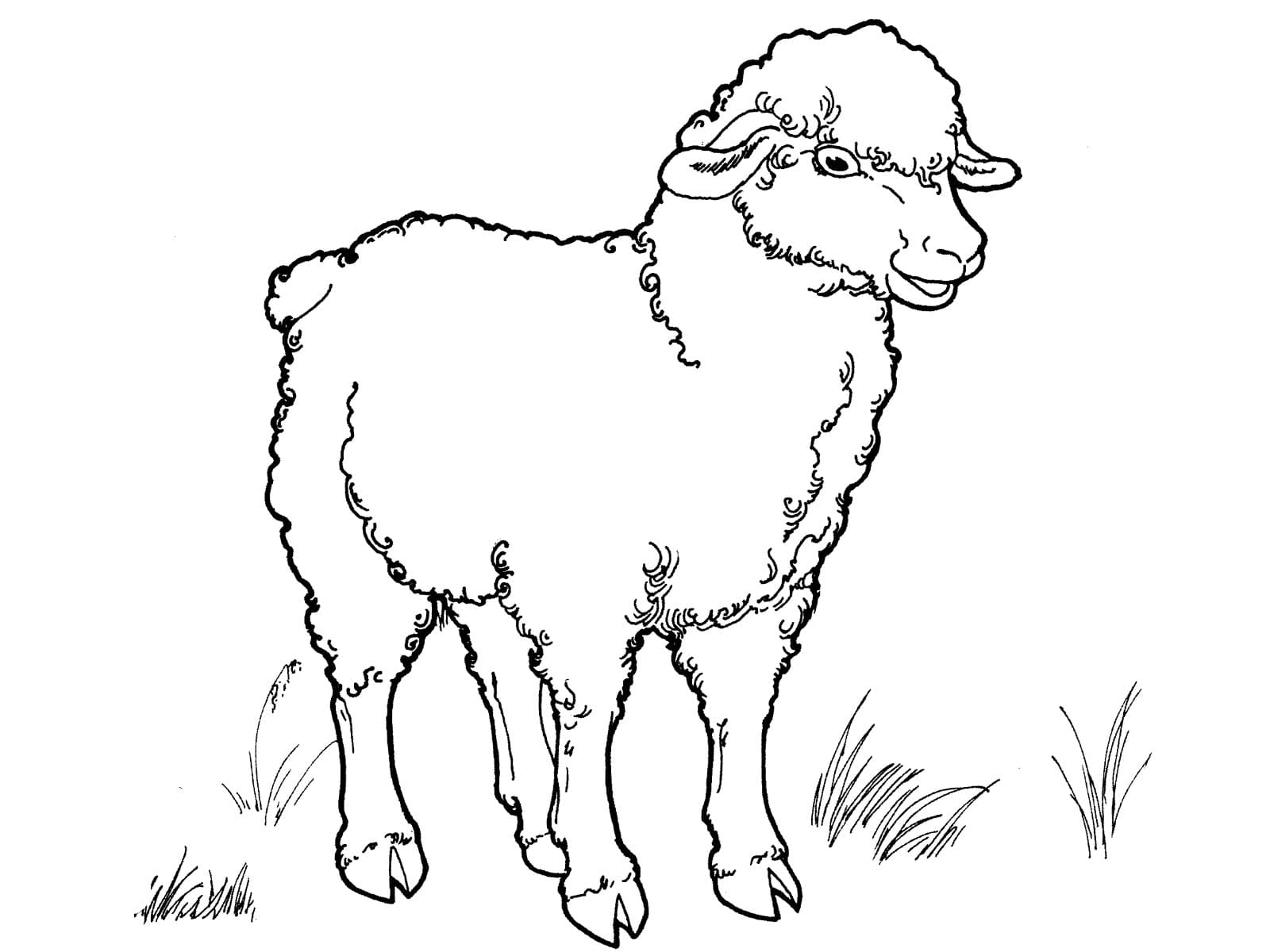 Раскраска Овца. Раскраска 12