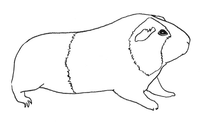 Раскраска Морская свинка. Раскраска 8