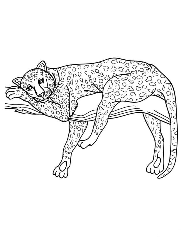 Раскраска Леопард. Раскраска 16
