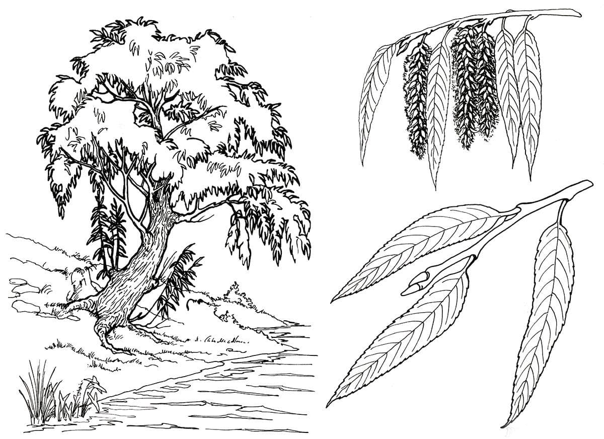 Раскраска Дерево. Раскраска 32