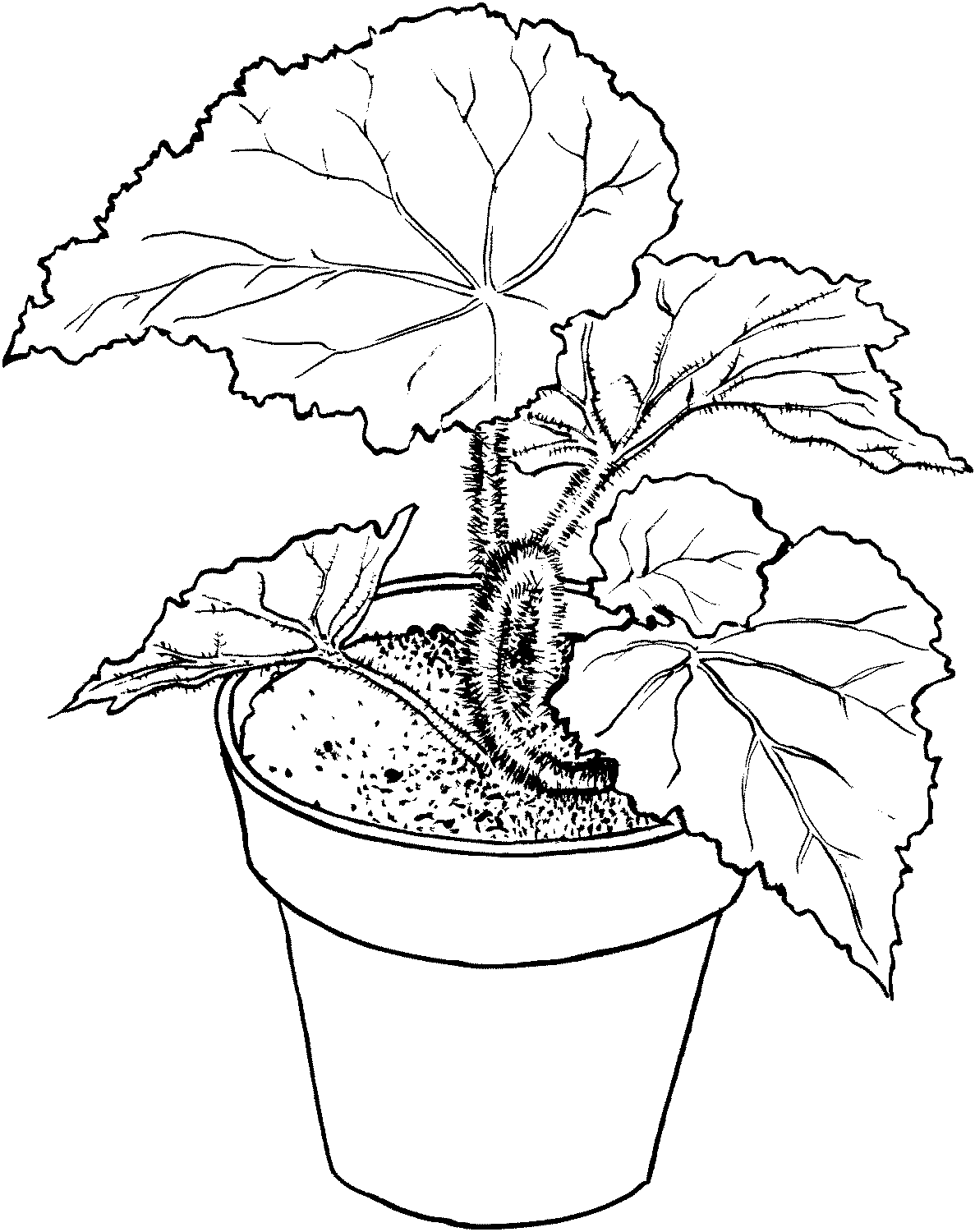 Раскраска Растения. Раскраска 33
