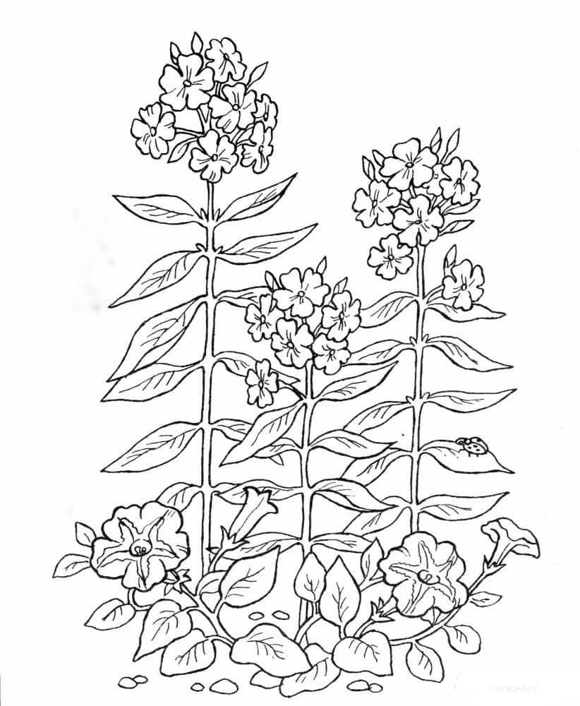 Раскраска Растения. Раскраска 49
