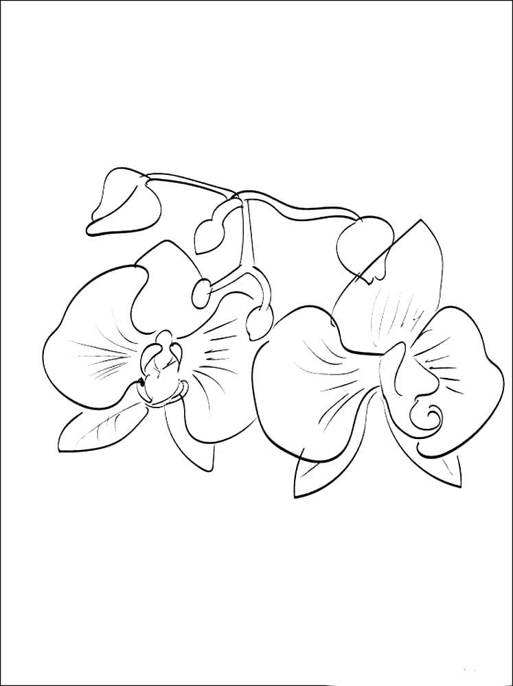 Раскраска Орхидея. Раскраска 3